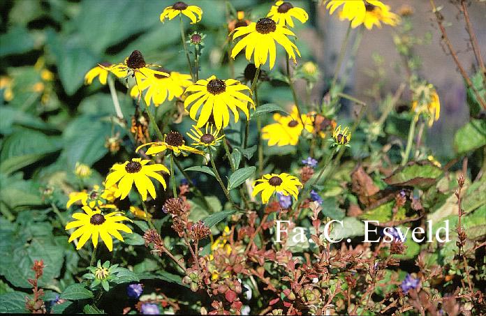 Rudbeckia fulgida 'Goldsturm'