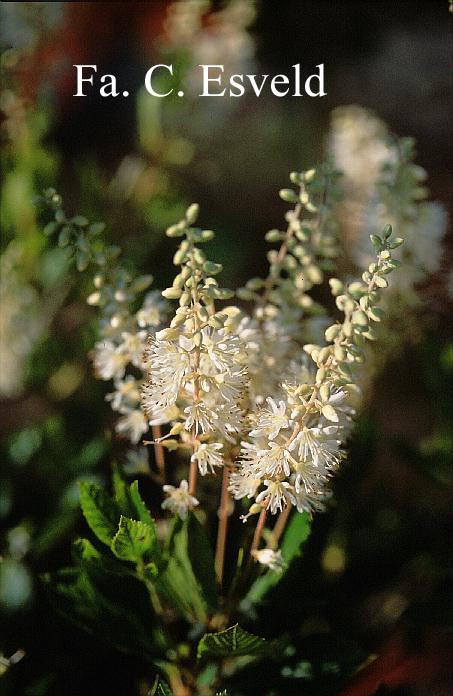 Clethra alnifolia 'Hummingbird'