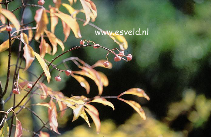 Euonymus bungeanus 'Dart's Pride'