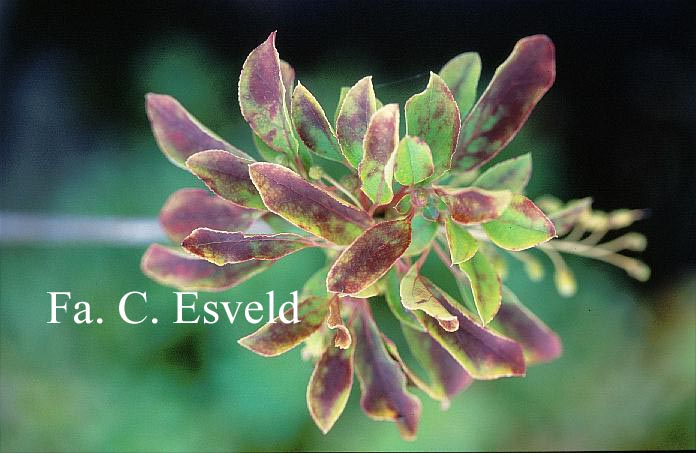 Enkianthus chinensis