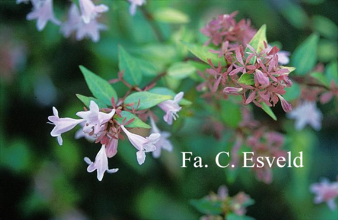 Abelia grandiflora 'Francis Mason'