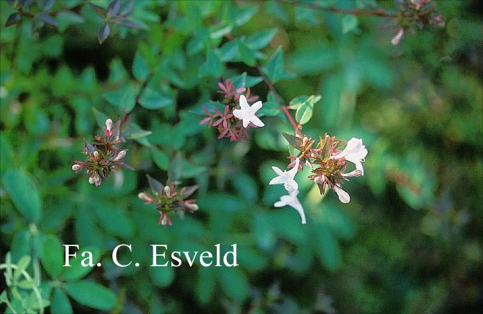 Abelia grandiflora 'Sherwood'
