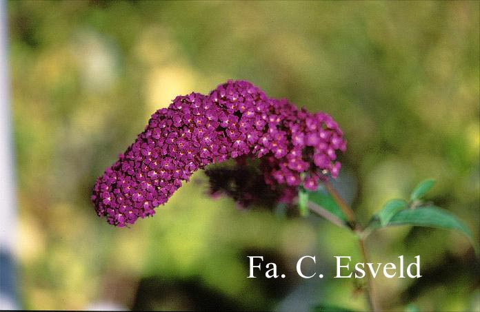 Buddleja davidii 'African Queen'