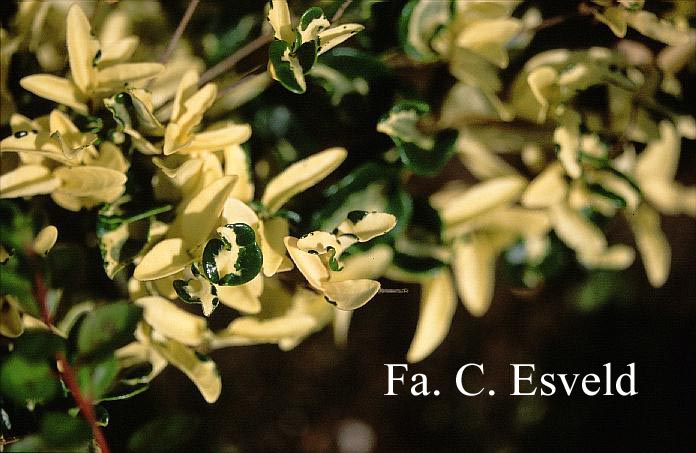 Ligustrum japonicum 'Silver Curls'