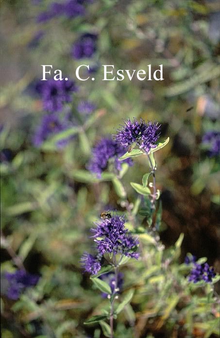 Caryopteris clandonensis 'Ferndown'