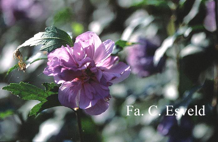 Hibiscus syriacus 'Ardens'