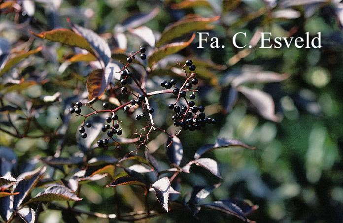 Sambucus nigra 'Gerda' (BLACK BEAUTY)