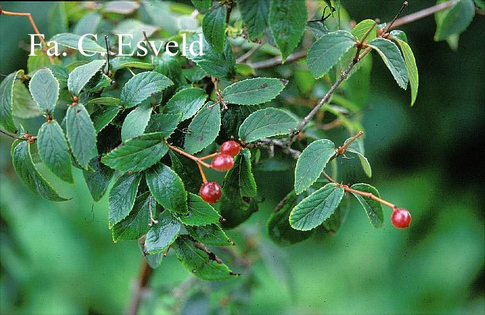 Viburnum ichangense