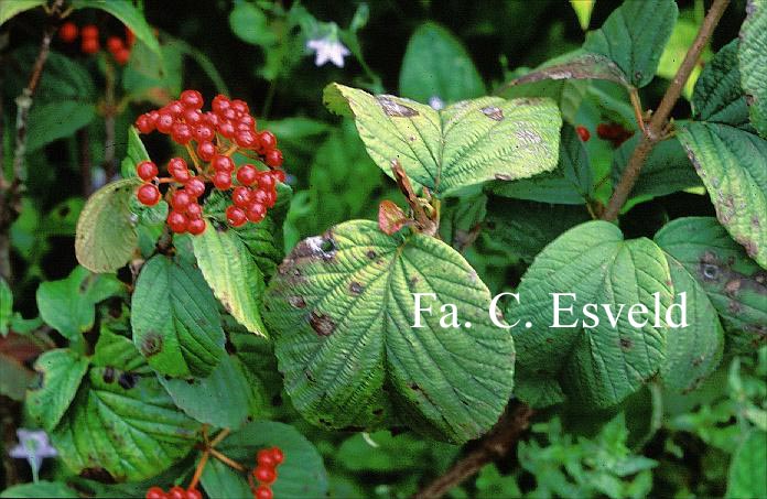 Viburnum wrightii