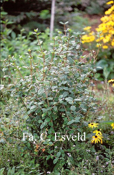 Viburnum mongolicum