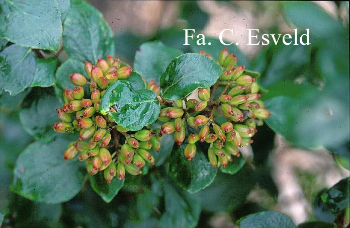 Viburnum burkwoodii 'Anne Russell'