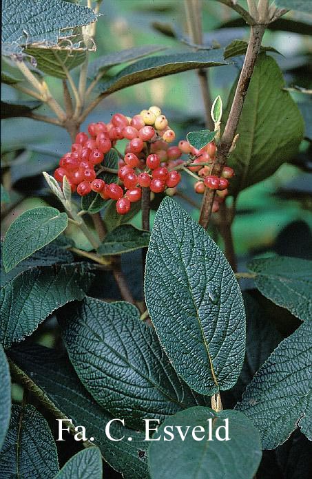 Viburnum lantana 'Candy'