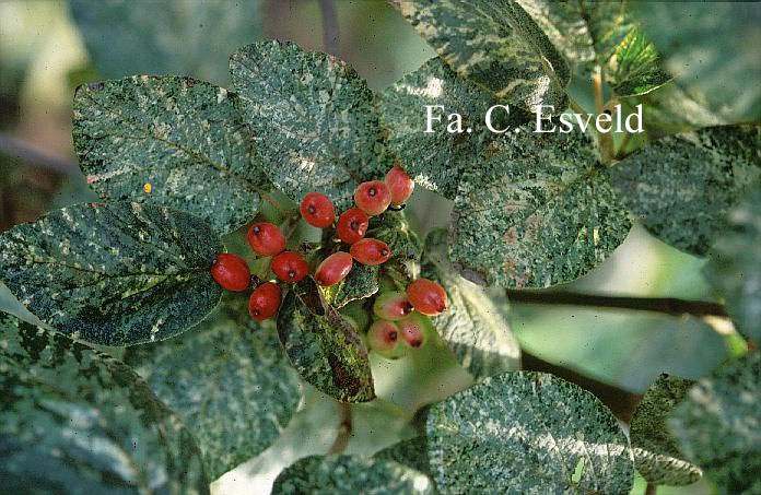 Viburnum lantana 'Discolor'
