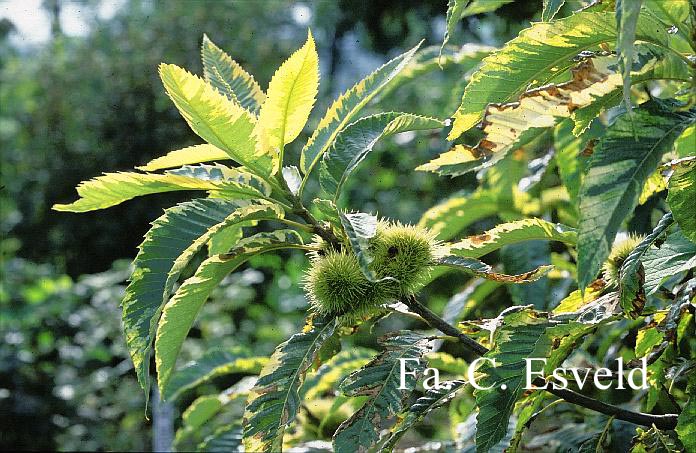 Castanea sativa 'Variegata'