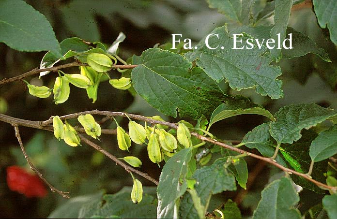 Halesia monticola vestita