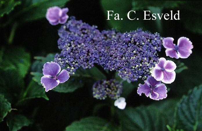 Hydrangea macrophylla 'Komochiana sezuka'