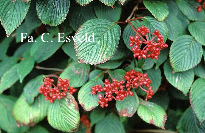 Viburnum plicatum 'Rowallane'