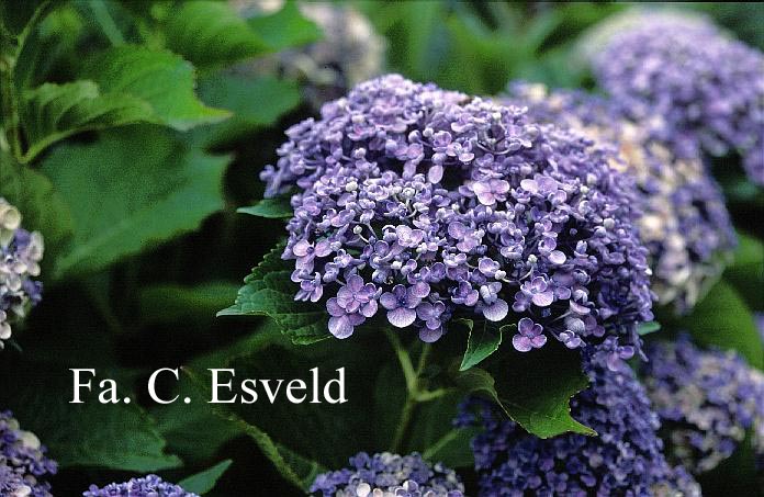 Hydrangea macrophylla 'Ayesha'