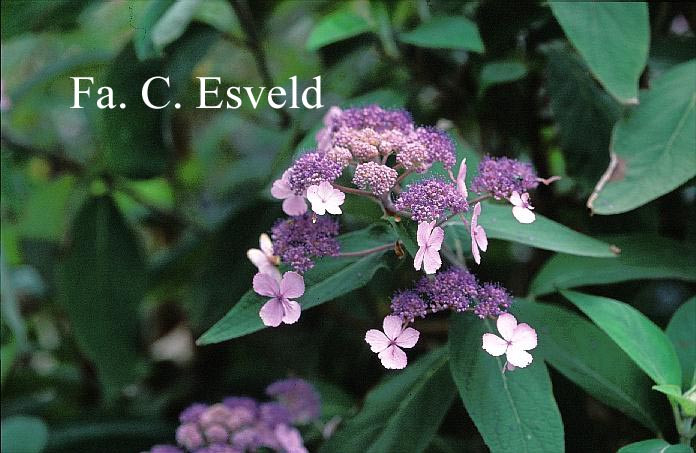 Hydrangea villosa