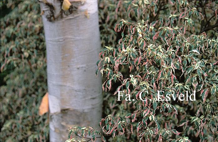 Betula albosinensis 'Fascination'