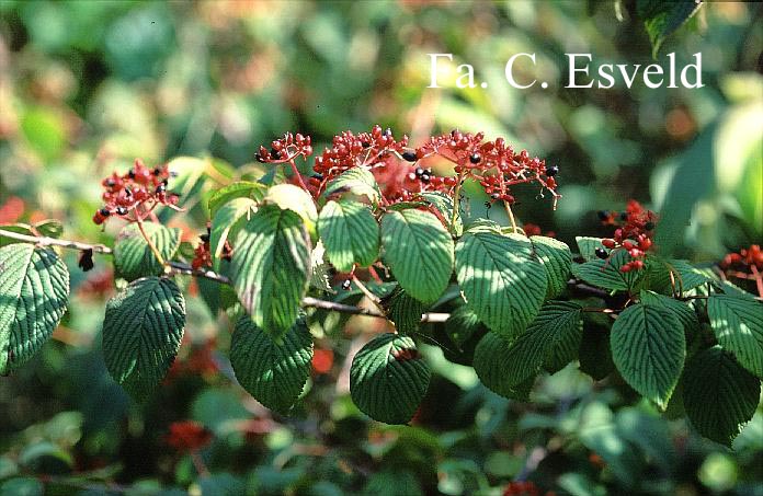 Viburnum plicatum 'Cascade'