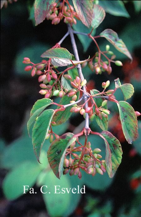Viburnum setigerum 'Aurantiacum'