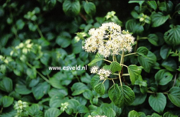 Hydrangea anomala 'Cordifolia'