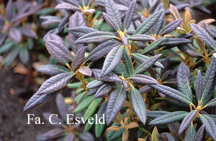 Rhododendron 'Elizabeth Red Foliage'