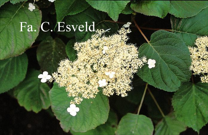 Hydrangea aspera rubusta var. longipes