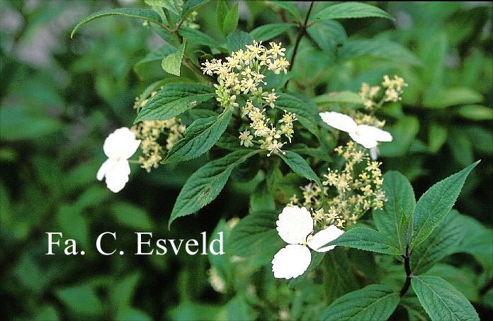 Hydrangea scandens chinensis f. macrosepala