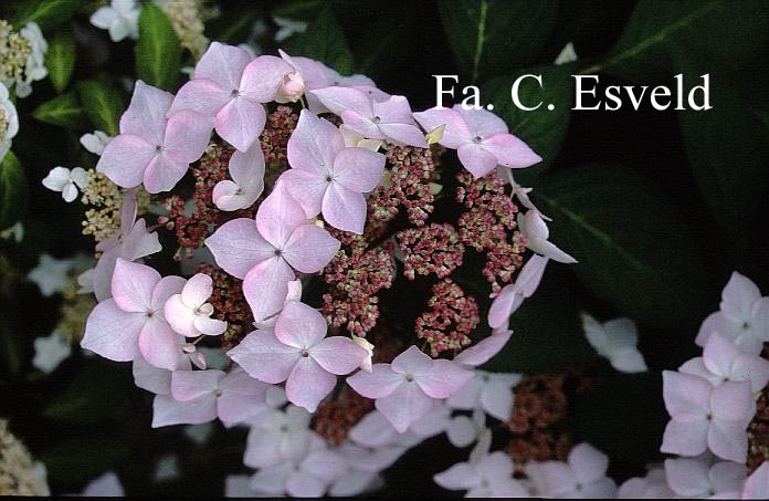 Hydrangea serrata 'Grayswood'