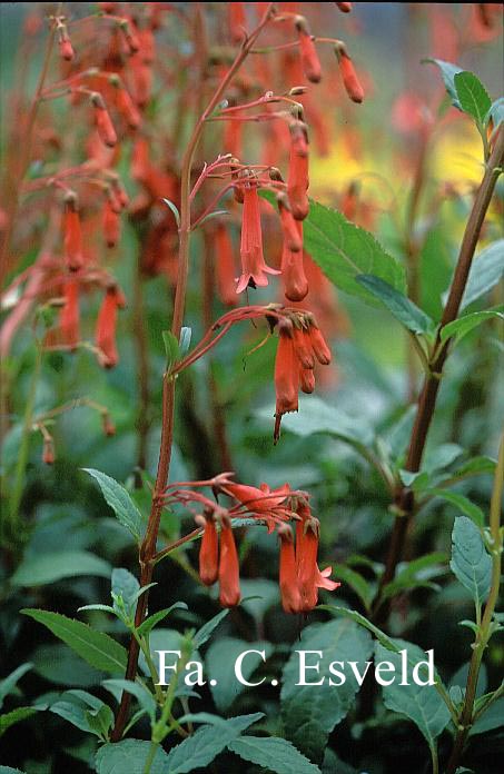 Phygelius rectus 'African Queen'