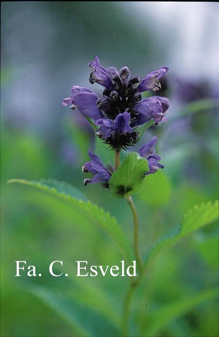Nepeta subsessilis