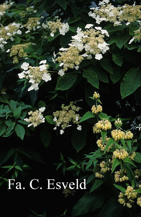 Hydrangea heteromalla 'Morrey's Form'