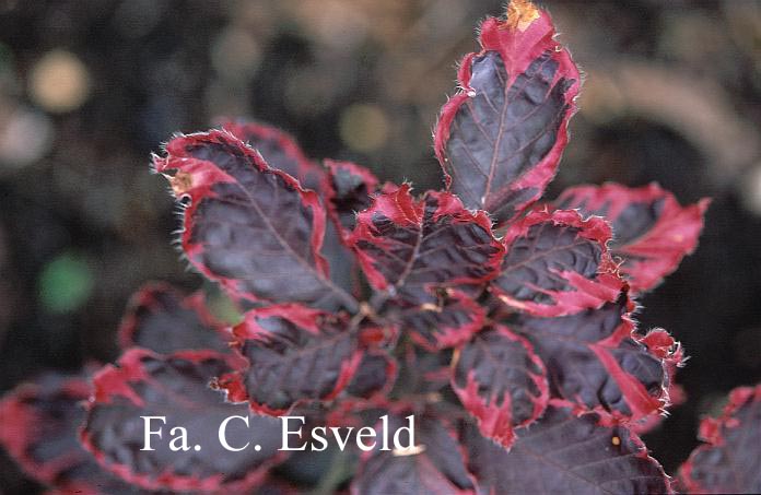 Fagus sylvatica 'Purpurea Tricolor'