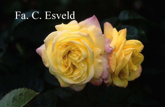Rosa 'China Town'
