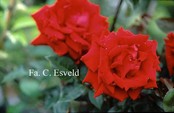 Rosa 'Ingrid Bergman'