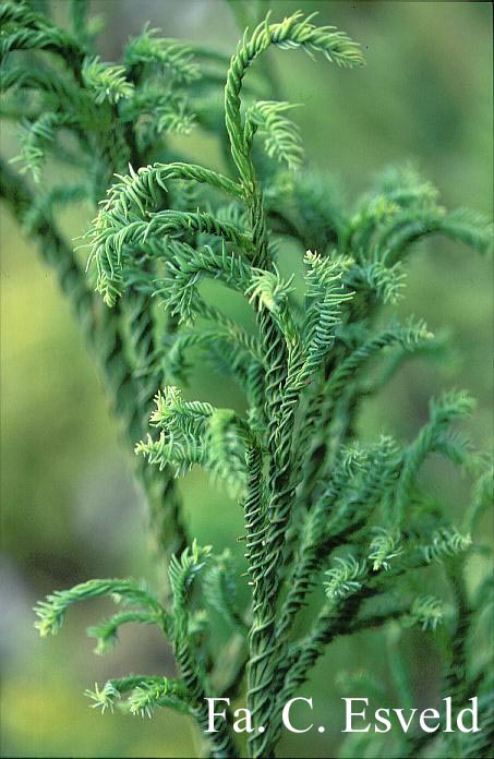 Cryptomeria japonica 'Rasen'