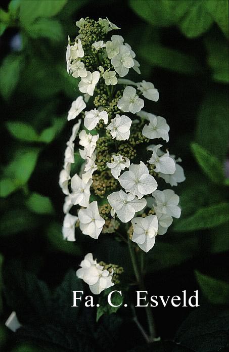 Hydrangea quercifolia 'White Prince'