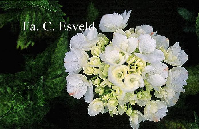 Hydrangea macrophylla 'Pirouette'