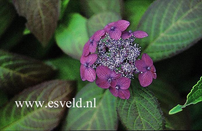 Hydrangea serrata 'Hyuga konjou'
