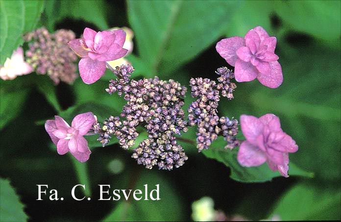 Hydrangea serrata 'Miyama yae murasaki'