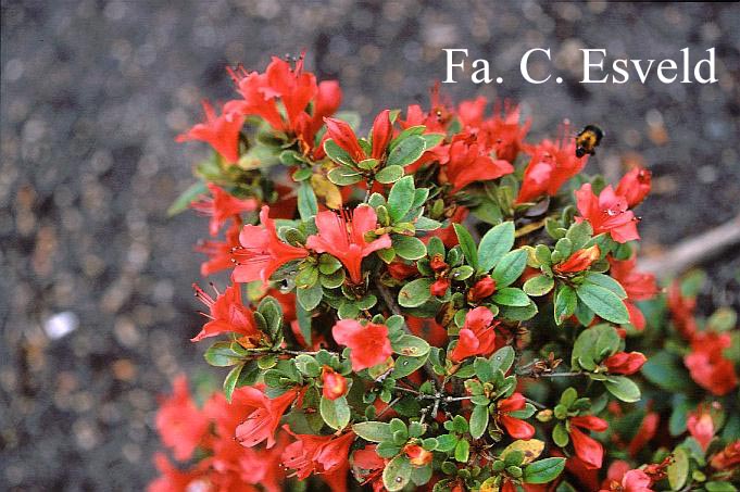 Rhododendron 'Red Fountain'