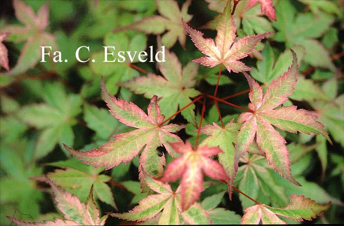 Acer palmatum 'Beni chidori'