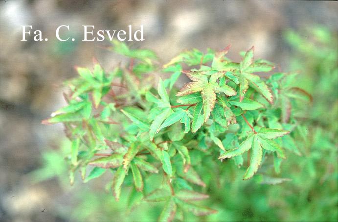 Acer palmatum 'Fuhjin'