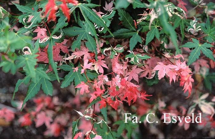 Acer palmatum 'Rokugatsu en nishiki'