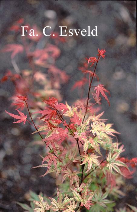 Acer palmatum 'Phoenix'