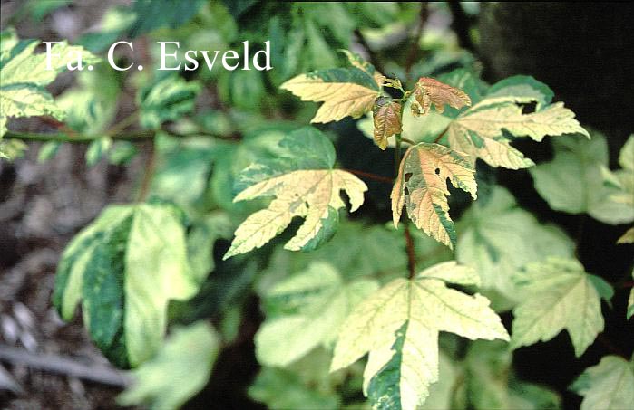 Acer pseudoplatanus 'Leopoldii'