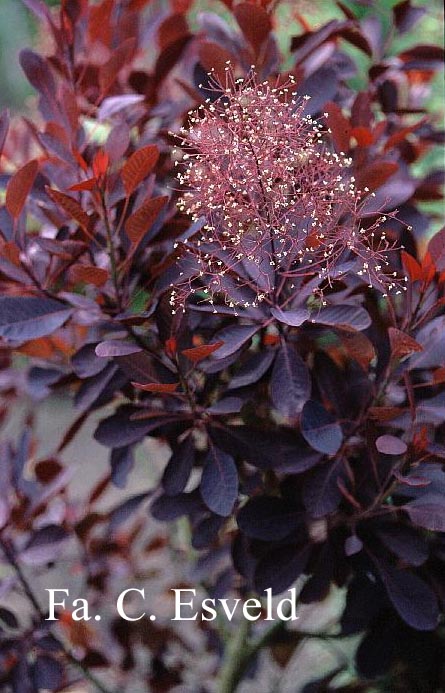 Cotinus coggygria 'Velvet Cloak'