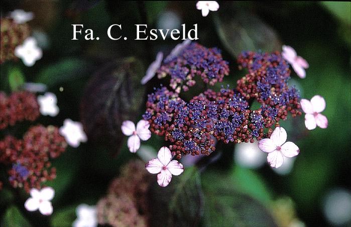 Hydrangea serrata oamacha